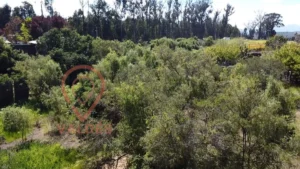 D_NQ_NP_2X_618141-MLC71986411501_092023-F